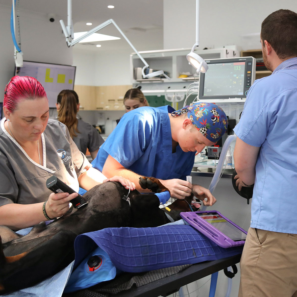 Gippsland Pet Emergency - Vet Referral Services