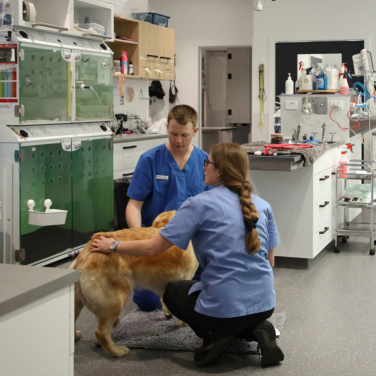 Gippsland Pet Emergency - Emergency Pet Medication Gippsland