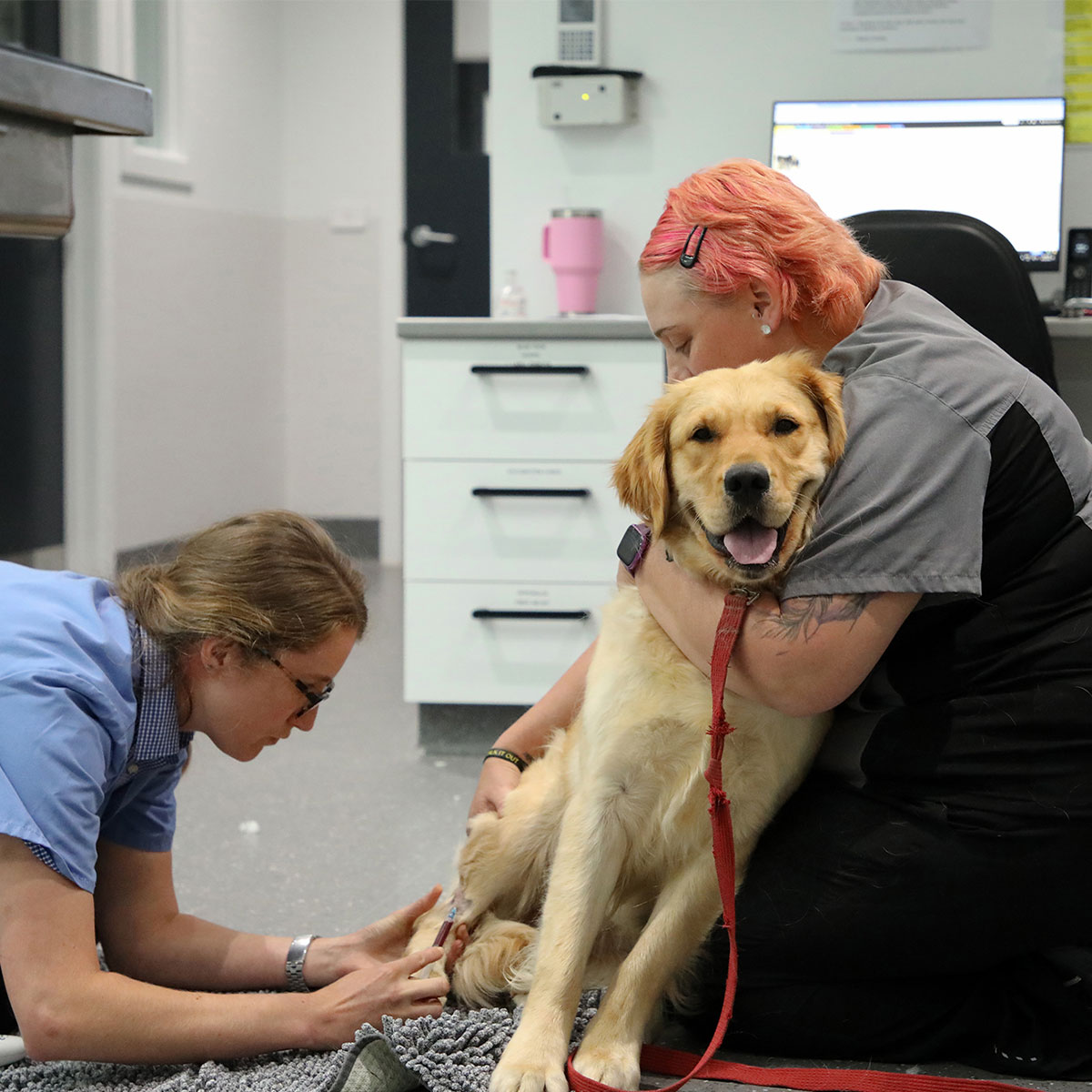 Gippsland Pet Emergency - Pet Emergency Care